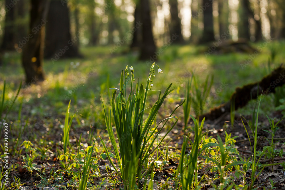 Summer snowflake from flooded forest in Lonjsko polje, Croatia Summer snowflake from flooded forest in Lonjsko polje, Croatia