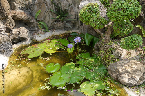 Fototapeta Naklejka Na Ścianę i Meble -  Blaue Lotusblüten im Felsenbecken