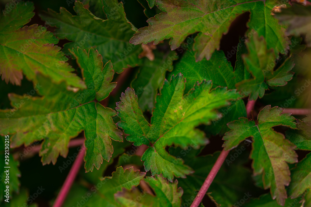 green leaves of garden plants, close view