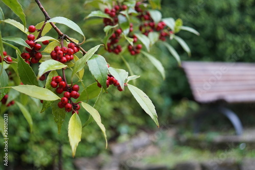 red berries of viburnum on a branch