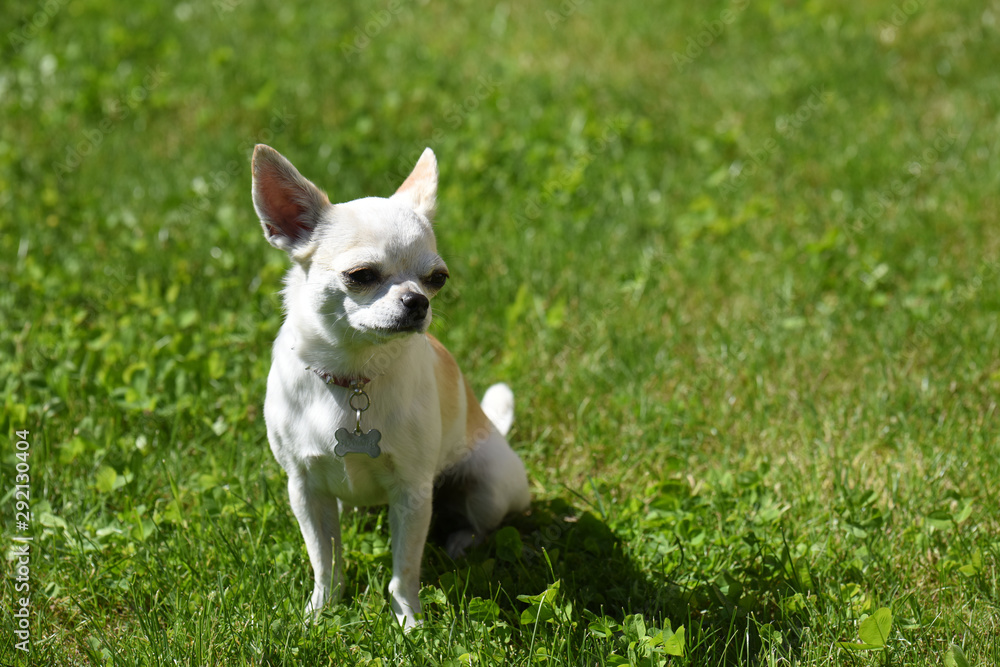 cane chihuahua 