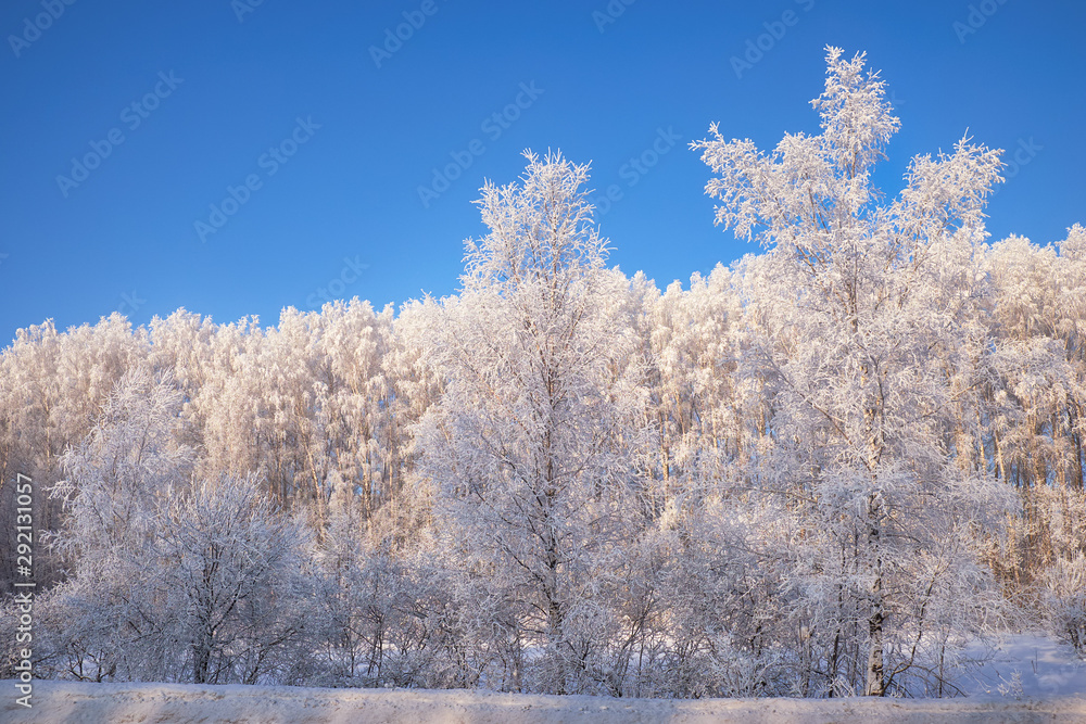 Frozen birch trees covered with hoarfrost and snow. Frozen birch trees covered with hoarfrost and snow.