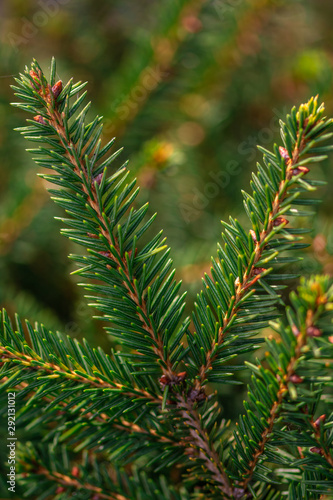 green spruce branches on blurred background  close view 