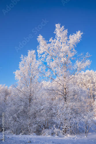 Frozen birch trees covered with hoarfrost and snow.