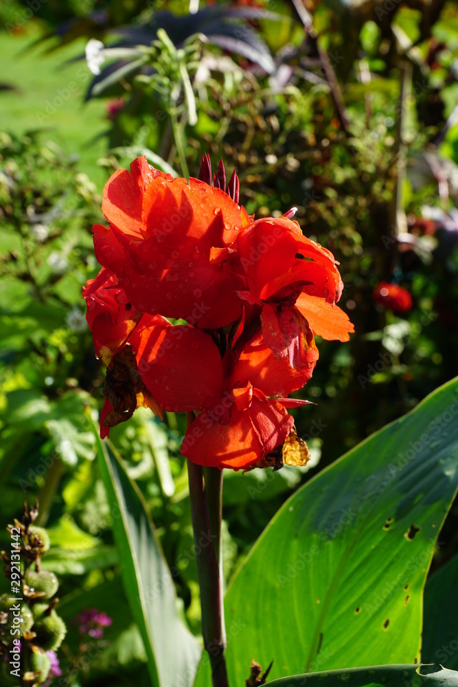 red flower in the botanic garden