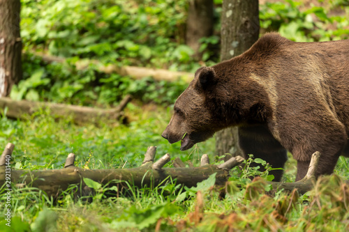 The brown bear  Ursus arctos  in its natural environment natural scene from forest habitat