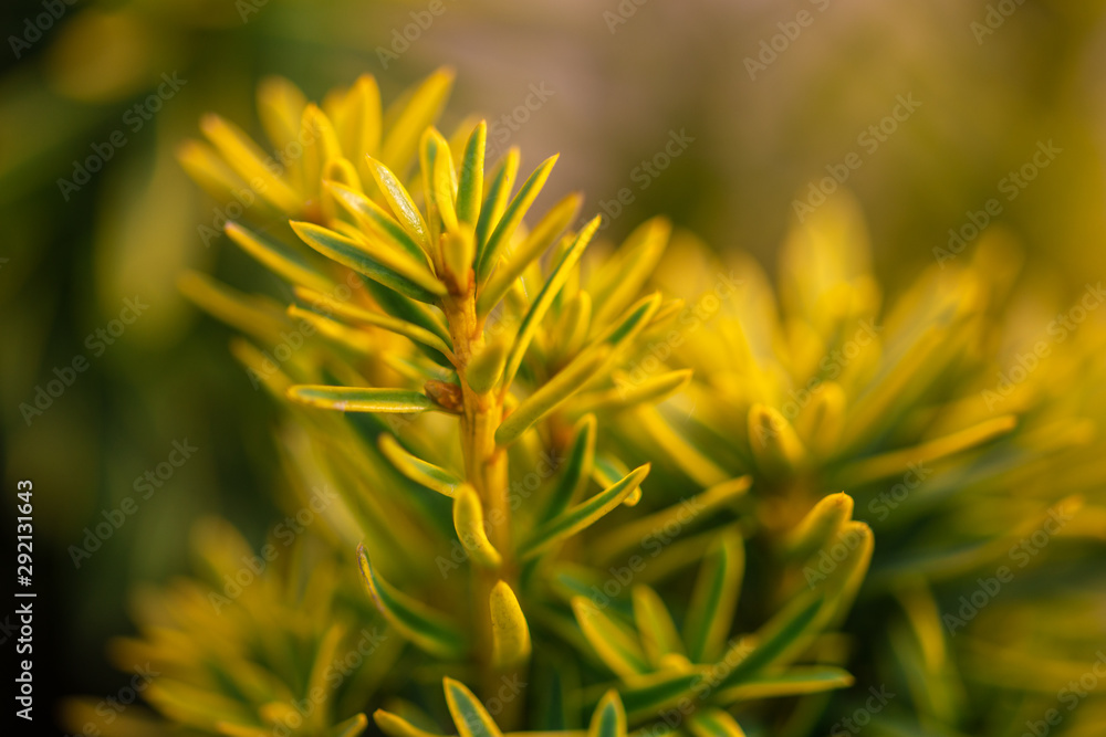 green spruce branches on blurred background, close view green spruce branches on blurred background, close view