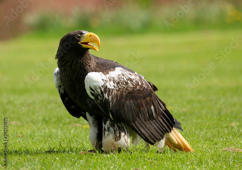 Close up of a Steller's Sea Eagle (Haliaeetus pelagicus)  photo