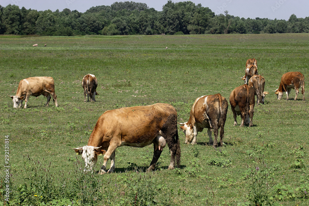 Coe grazing on pasture in Lonjsko polje, Croatia