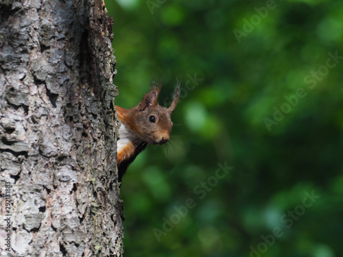 neugieriges Eichhörnchen © Hawi