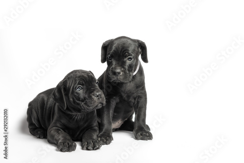 couple little puppy dog       of breed canecorso on a white background in isolation close up