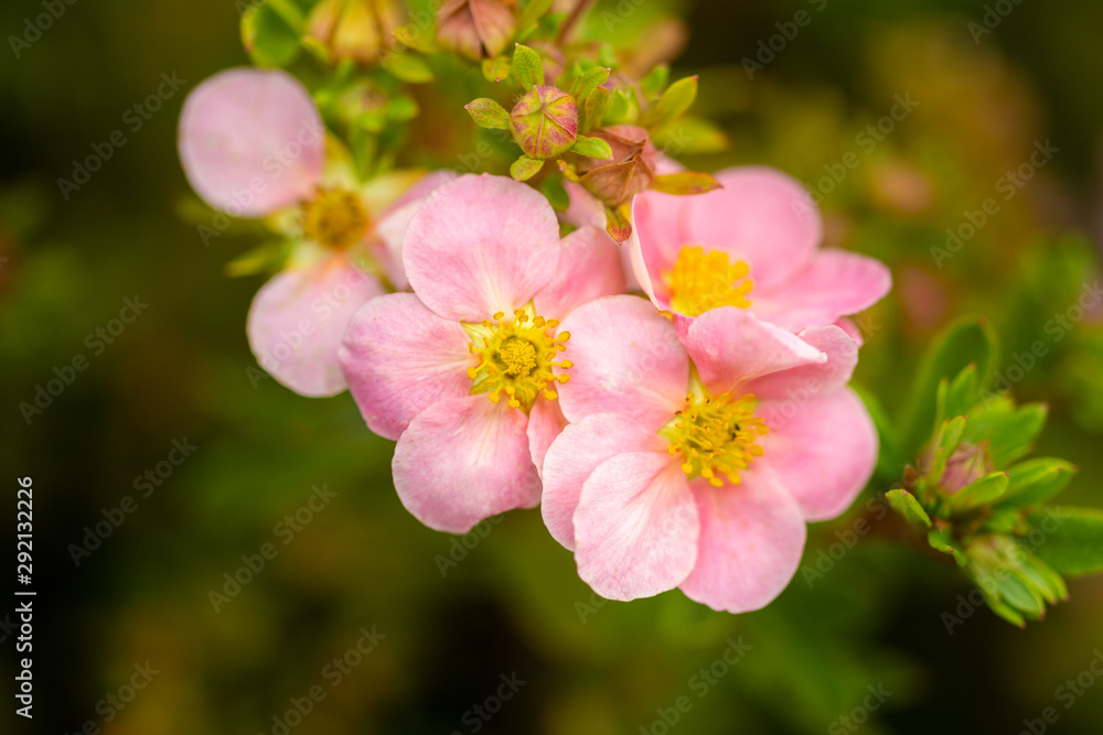 tree branch with beautiful pink flowers on natural background, close-up 