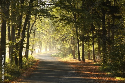 Path among oaks through an autumn forest on a misty sunny morning © Aniszewski