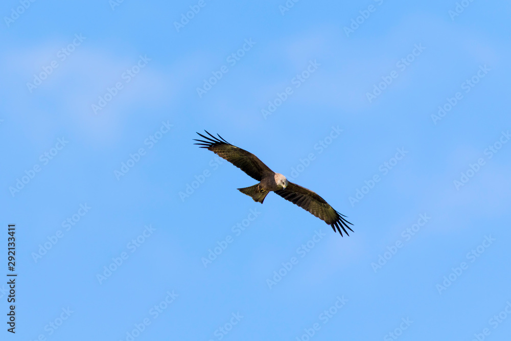 Obraz premium The western marsh harrier (Circus aeruginosus) from Lonjsko polje, Croatia