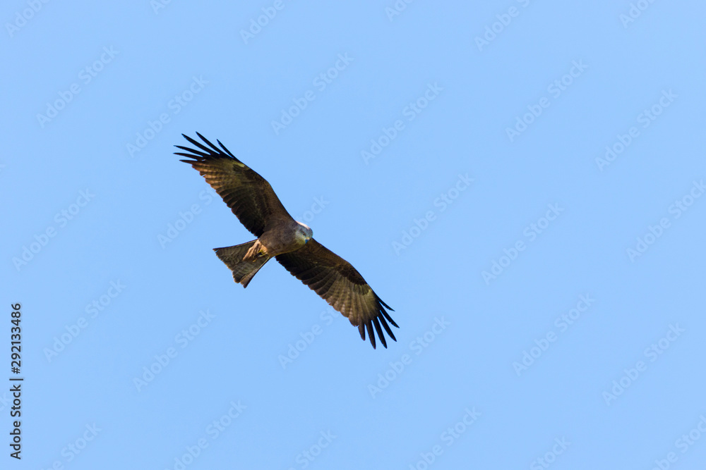 The western marsh harrier (Circus aeruginosus) from Lonjsko polje, Croatia The western marsh harrier (Circus aeruginosus) from Lonjsko polje, Croatia