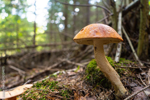 Orange cap boletus with forest background. Mushroom photo.