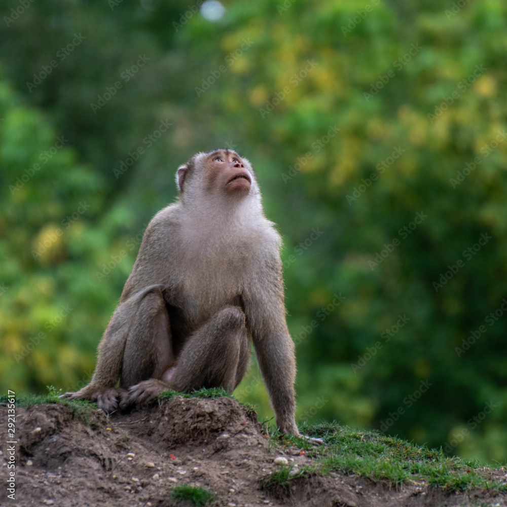 Obraz premium monkey looking up