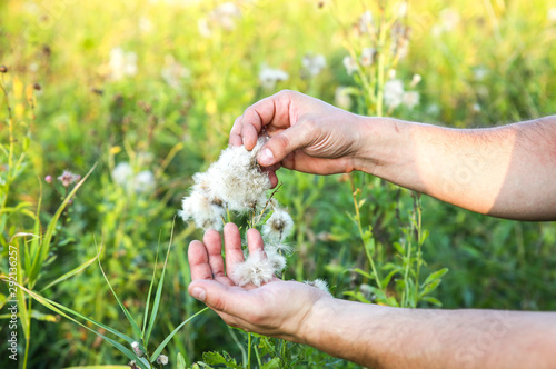 Afro american man is gathering cotton in the field. Hands holding plant. Fashion industry consumerism. Low paid slave work. Harmful trends for environment.
