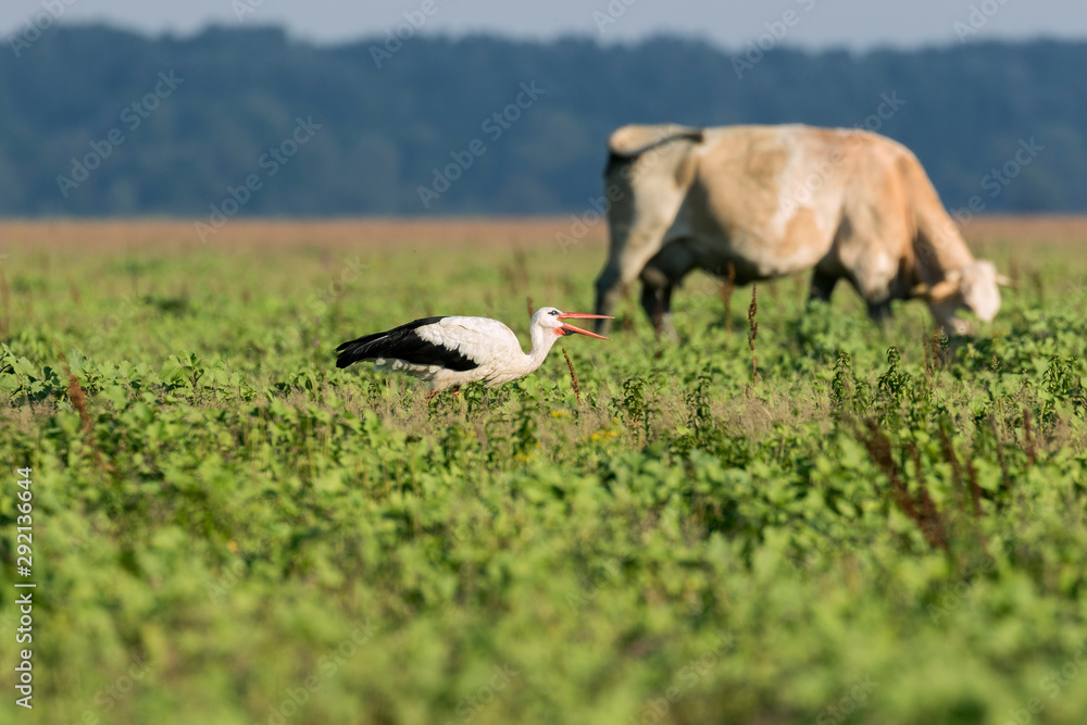 White stork in a hunt on flooded meadow in Lonjsko polje, Croatia White stork in a hunt on flooded meadow in Lonjsko polje, Croatia