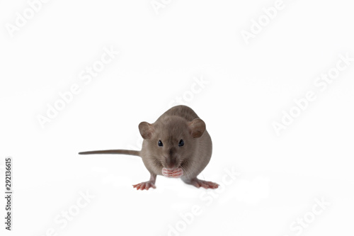Golden brown cute little rat looking in frame, sitting and holding forepaws bit of cheese on the transparent isolated background 