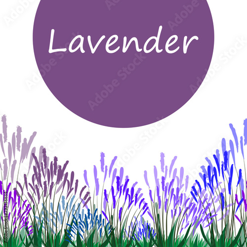 The magnificent bloom of lavender in bright colors