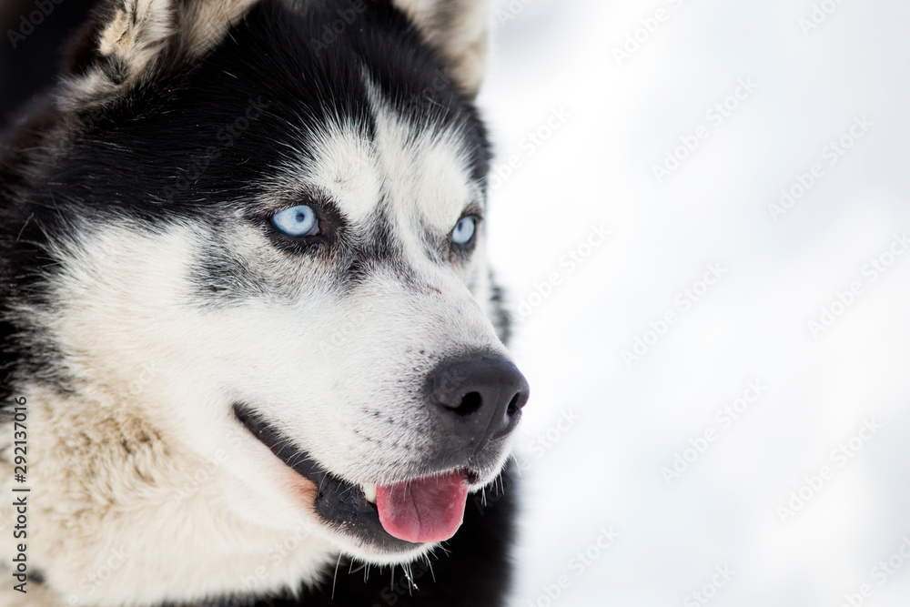 Portrait of a beautiful Husky dog in winter.