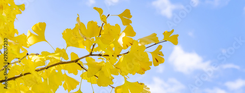 Beautiful yellow ginkgo, gingko biloba tree forest in autumn season in sunny day with sunlight and blue sky, white cloud, lifestyle.