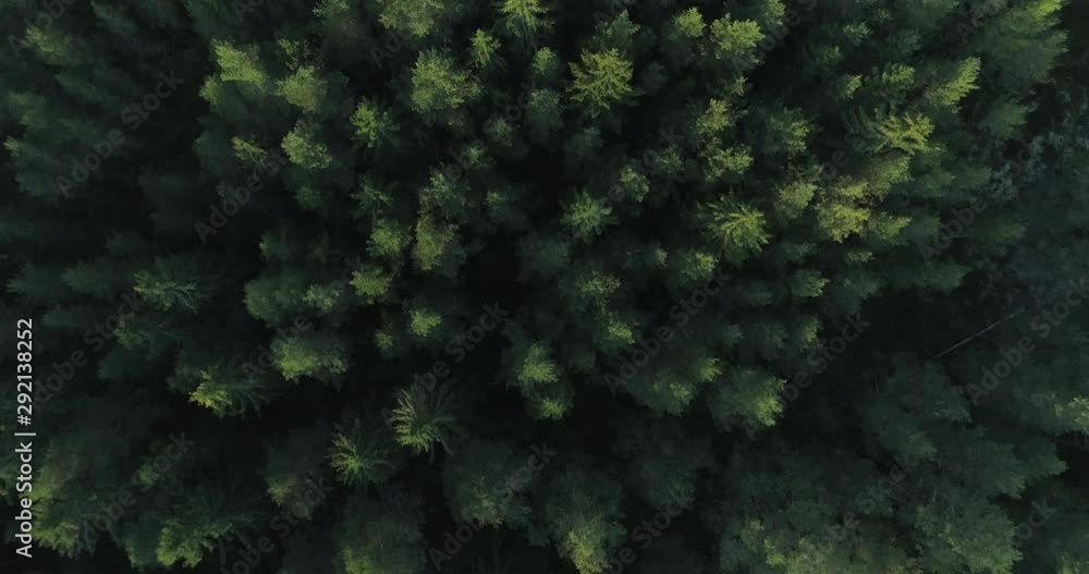 Flying above a spruce forest in Finland.