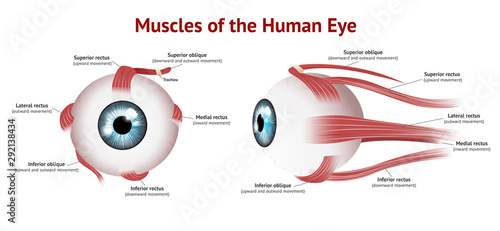 muscle-eye-v3Muscles of Human eye, Eye muscle anatomy, , Blue eye, Vector Illustration on white background.
