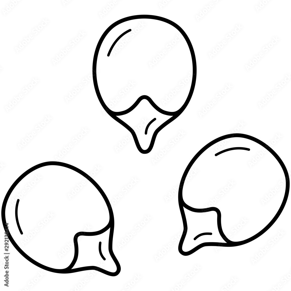 Seeds of corn vector icon in outlines. Black aesthetic contour. Seeds of corn vector icon in outlines. Black aesthetic contour.