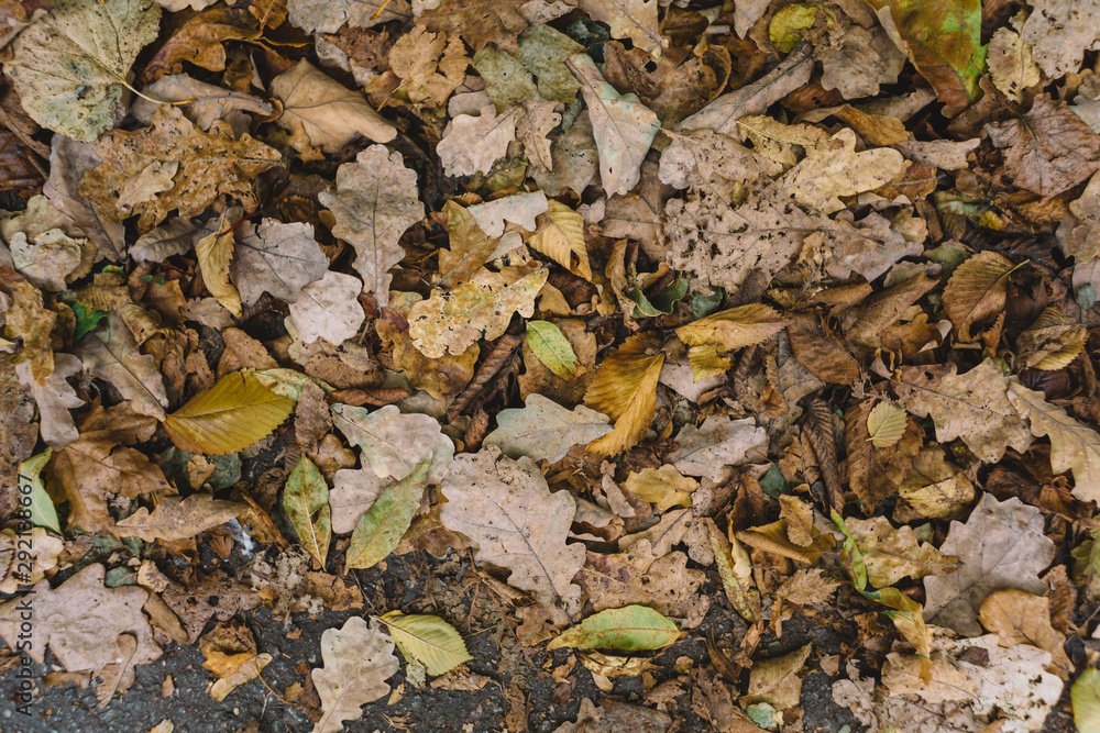 Obraz premium Top view on the yellow and brown dried fallen leaves. Autumn mood. Change of seasons, rebirth of nature. Defoliation. The leaves of oak, maple and ash. Flat lay and copy space. October landscape.