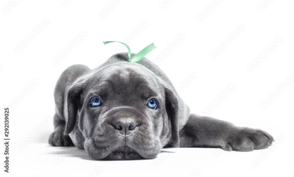 little puppy dog ​​of breed canecorso on a white background in isolation close up - obrazy, fototapety, plakaty 