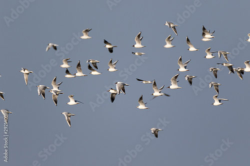 The gulls and ruffs in migration over Lonjsko polje, Croatia