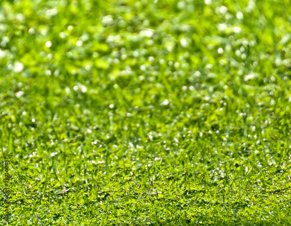 Background of green grass with water drops of morning dew Background of green grass with water drops of morning dew