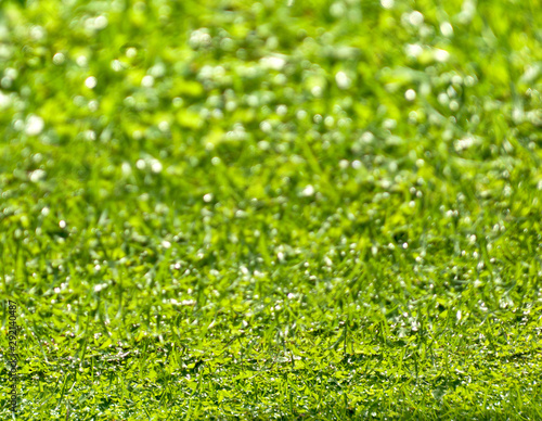 Background of green grass with water drops of morning dew