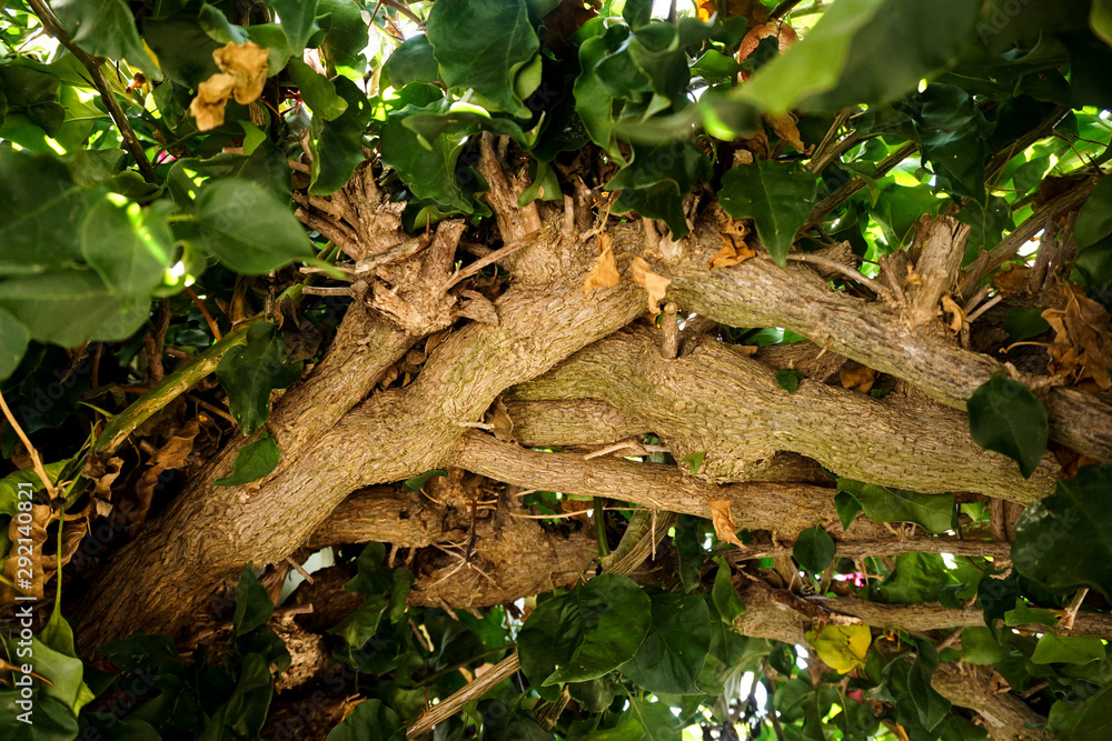 Obraz premium Verästelt