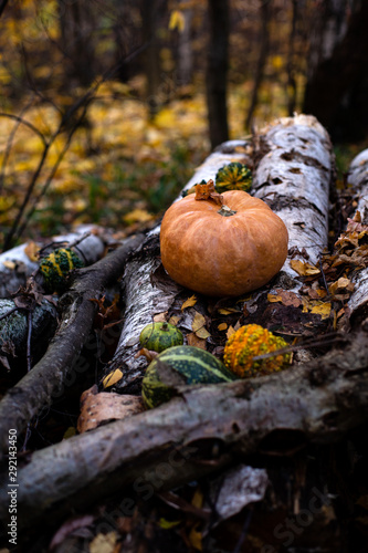 harvesting outdoor still life with assorted green and orange pumpkins in autumn forest stands on birch logs