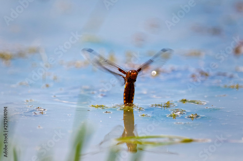 Dragonfly depositing egg in water Lonjsko polje, Croatia