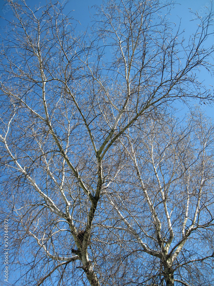 branches of a tree against blue sky branches of a tree against blue sky