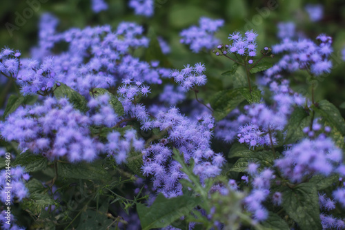  Purple Haze  low F brilliant purple wildflowers against deep green foliage Zen Dudere Wildflowers Collection