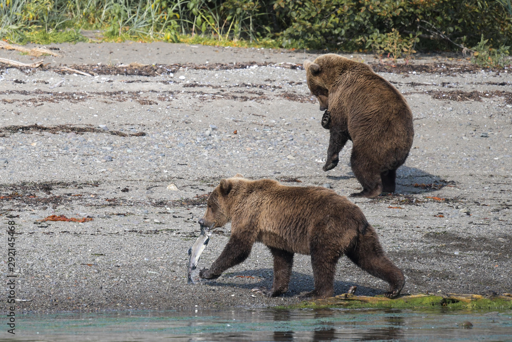 Grizzlybären - zwei Geschwister beim Spielen mit Lachs - Durch das Überangebot an Fisch werden die Lachse von Jungbären oft zum Spielen genutzt und nicht gefressen Grizzlybären - zwei Geschwister beim Spielen mit Lachs - Durch das Überangebot an Fisch werden die Lachse von Jungbären oft zum Spielen genutzt und nicht gefressen