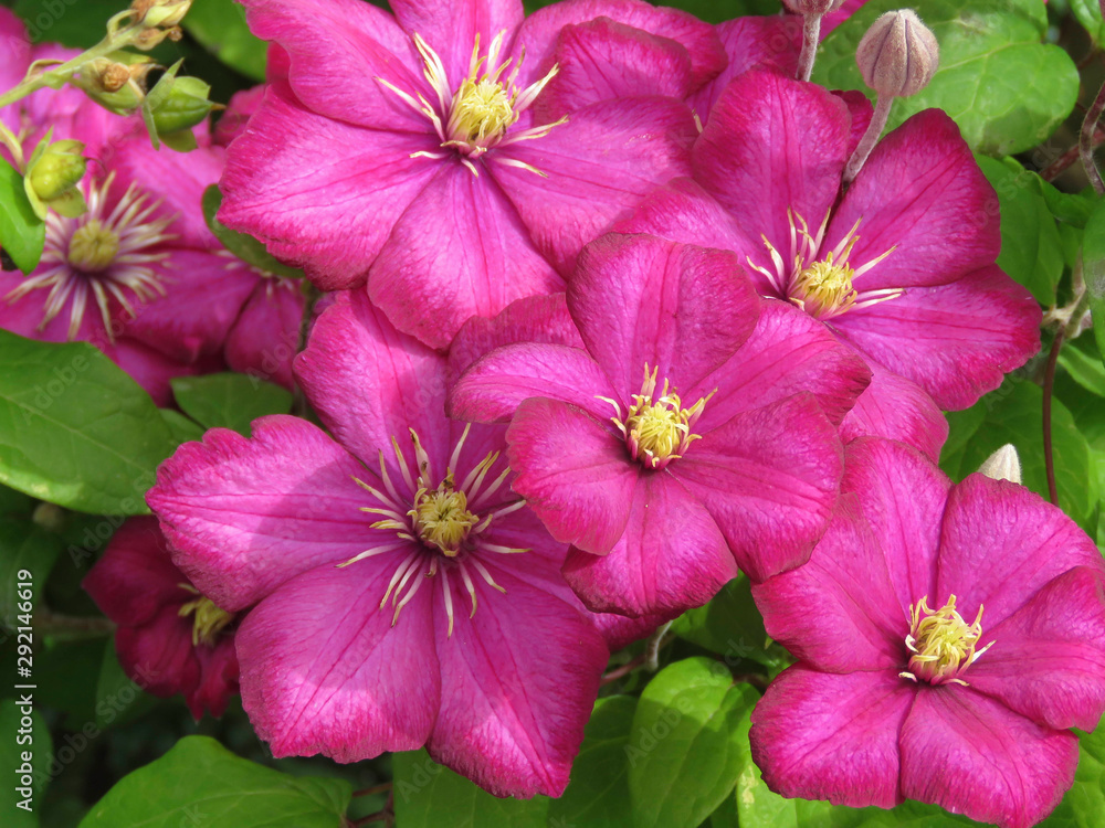 Close up detail of clematis (Ville de Lyon) in full flower in my back garden in Cardiff, South Wales, UK