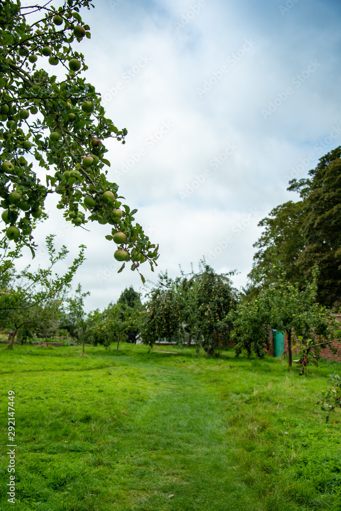 Long shot of Apples in Orchard Long shot of Apples in Orchard