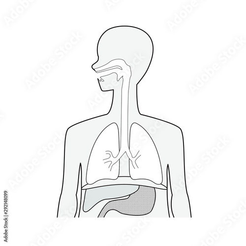 人の上半身の断面イラスト