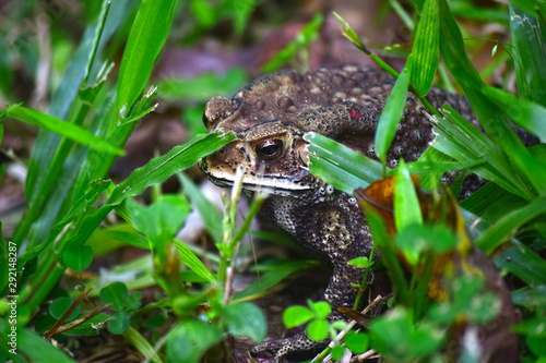  The toad has the same appearance as a frog in other families, but it has a distinctive, rough skin. And poisonous, which can be fatal to the point of death