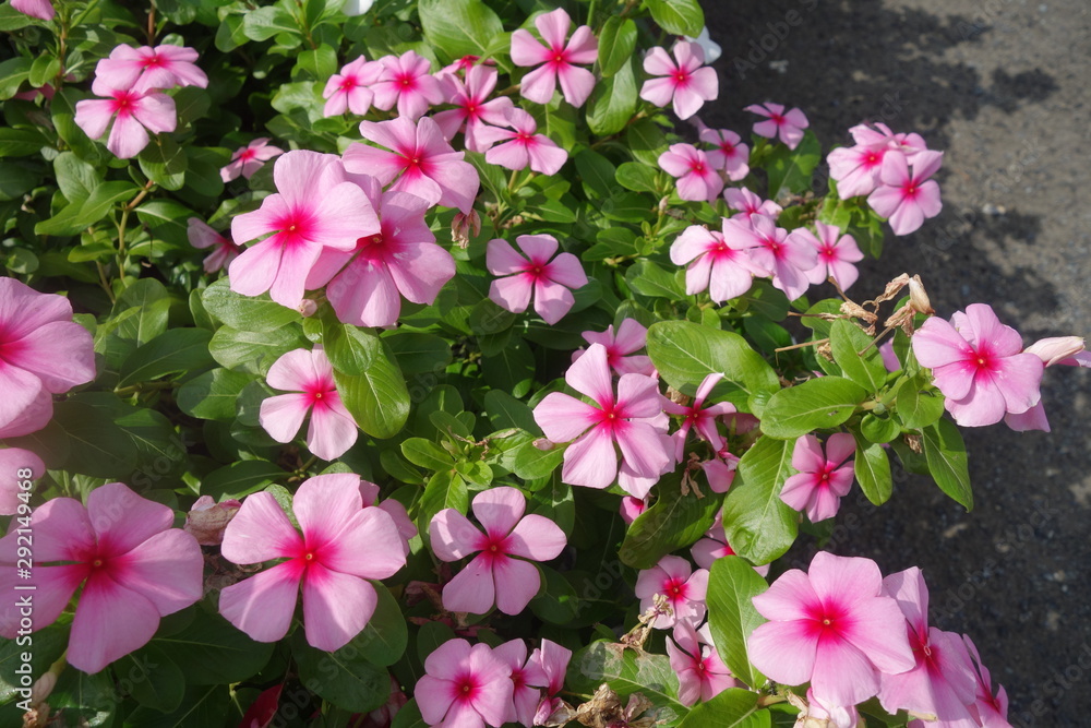 晴れた日のピンクの日々草の花 晴れた日のピンクの日々草の花