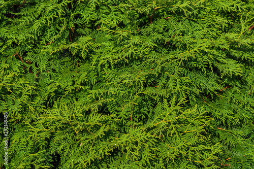 The green wall of the evergreen conifer tree thuja Platycladus orientalis. Close-up of green leaves of thuja, background pattern, texture