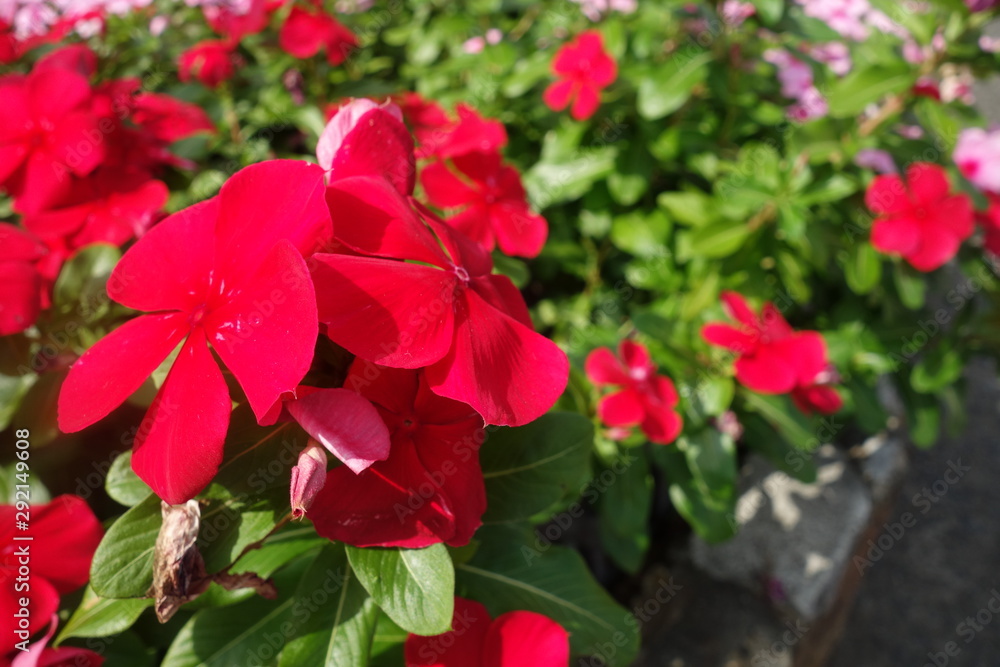 晴れた日の赤い日々草の花