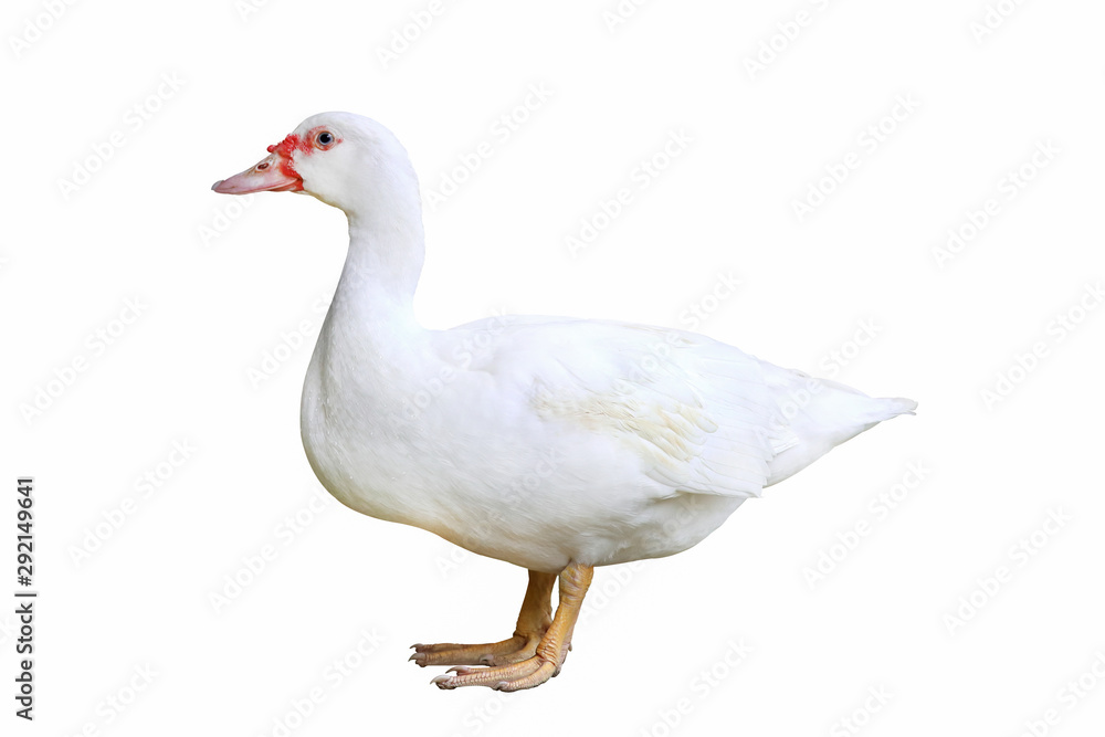 Obraz premium Duck on a white background