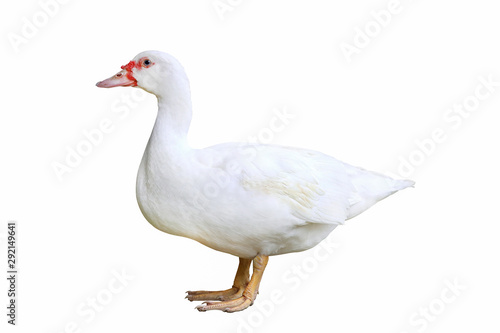 Duck on a white background